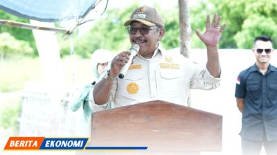 Bupati Bombana Panen Garam di Desa Wumbulasa 1