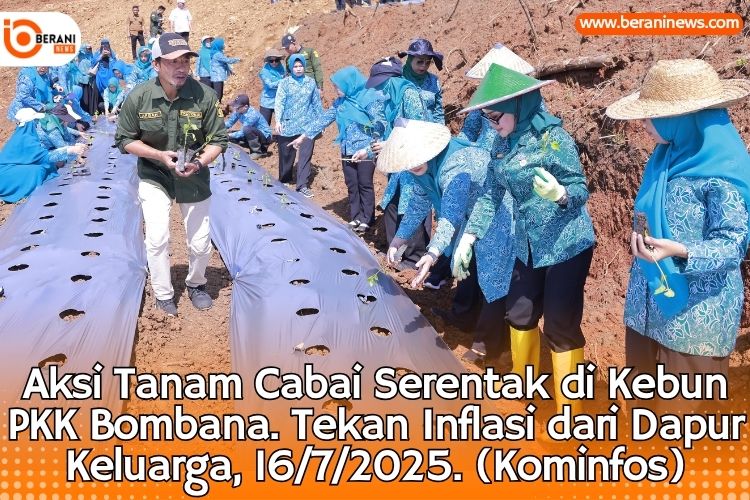 Aksi Hebat PKK Bombana! Tanam Cabai Serentak Tekan Inflasi dari Dapur Keluarga 3 PKK Bombana