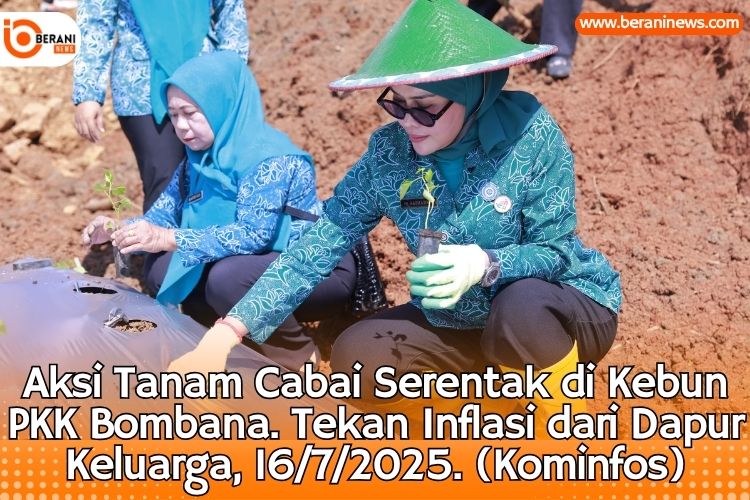 Aksi Hebat PKK Bombana! Tanam Cabai Serentak Tekan Inflasi dari Dapur Keluarga 2 PKK Bombana