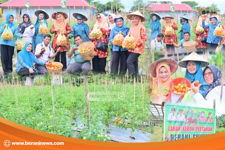 Panen Tomat Distan Bombana Dorong Ketahanan Pangan dan Tekan Inflasi Daerah 5 Panen Tomat Bombana