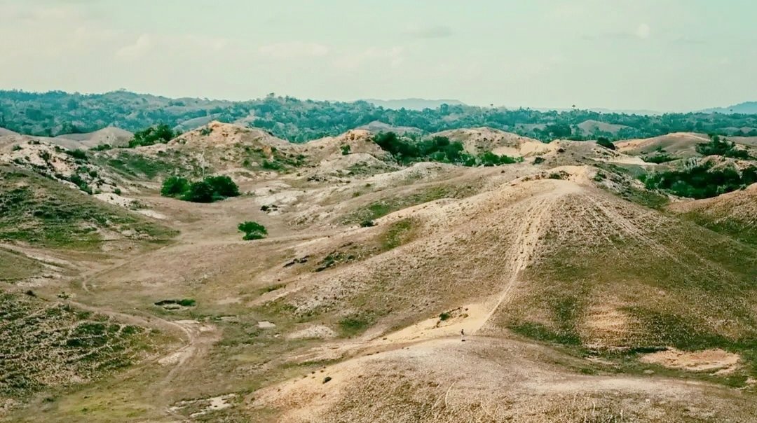 Padang Pajongang Bombana dengan panorama savana dan perbukitan bergelombang