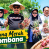 Pemkab Bombana Siapkan Pengembangan Bawang Merah Jadi Sentra Produksi Berkelanjutan